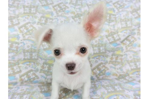 成約済の千葉県のチワワ(ロングコート)-105640の3枚目